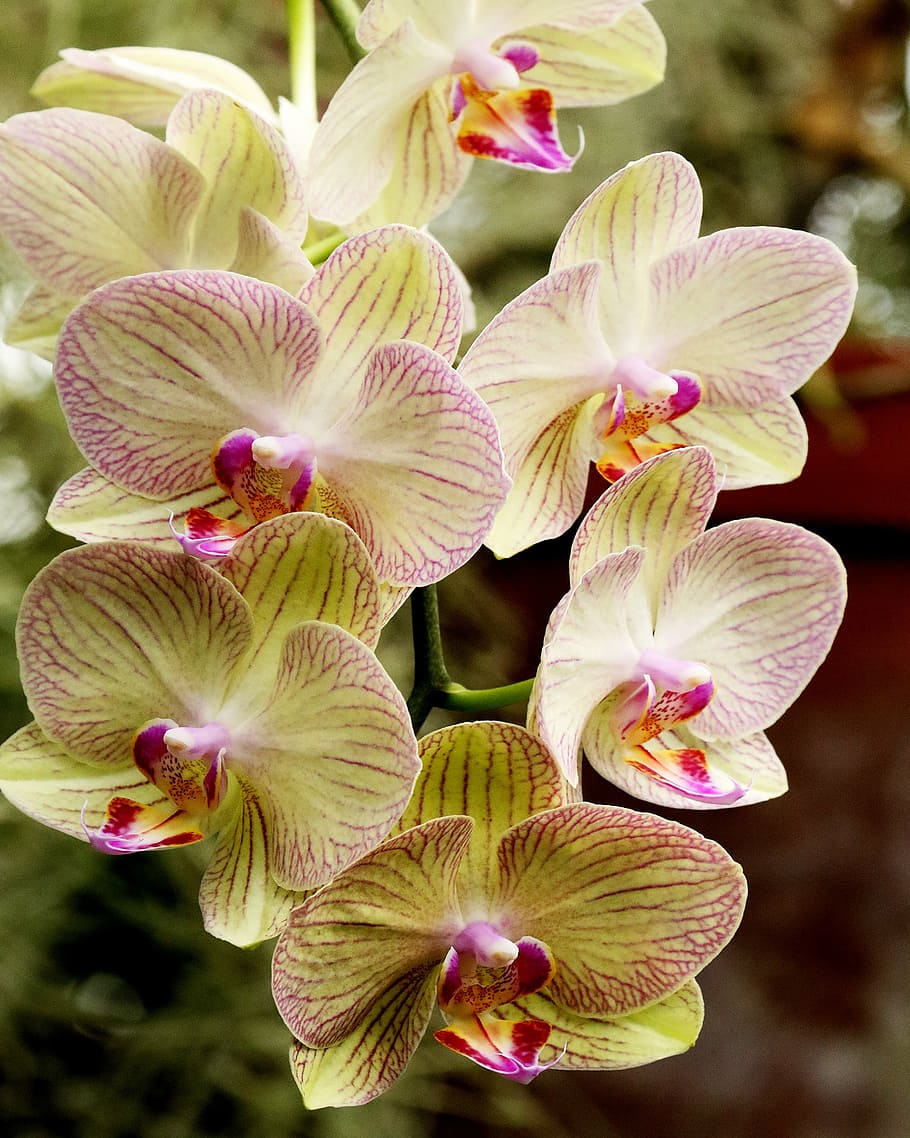 closeup, white-and-pink moth orchids, orchid, white, flower, nature, petal, plant, blossom, natural