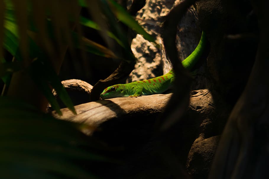 close-up photography, green, orange, skink, brown, tree, selective, focus, photography, lizard