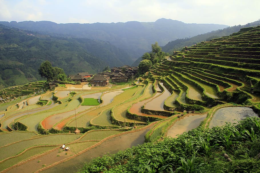 Paisaje, terraza, naturaleza, granja, el paisaje, verde, agricultura, campo en terrazas, asia, arrozal