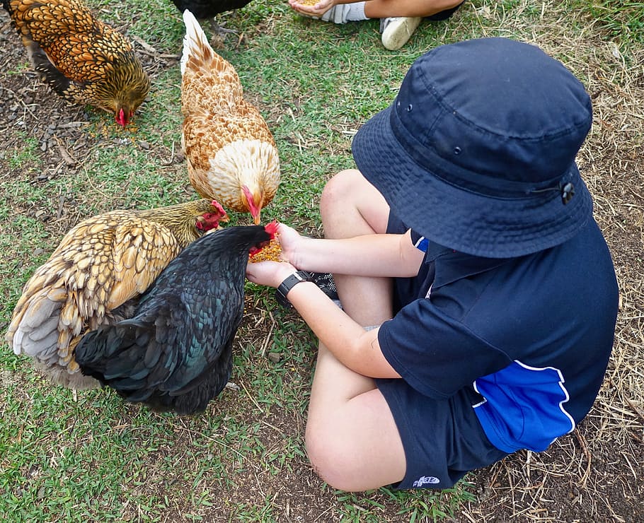 feeding, chickens, cute, child, poultry, plumage, nature, fluffy, animals, fun