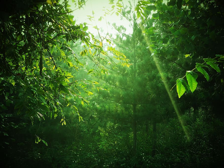 luz del sol a través de árboles, verde, árbol, montaña, curación, hoja, natural, madera, bosque, rayo