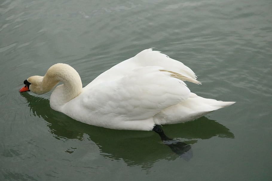mute swan, swan, lake, bird, water bird, white, plumage, bill, elegant, animal