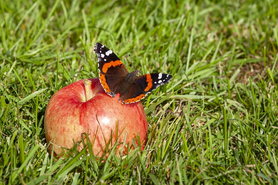 borboleta, verão, natureza, inseto, asas, jardim, maçã, fruta, vermelho, colorido