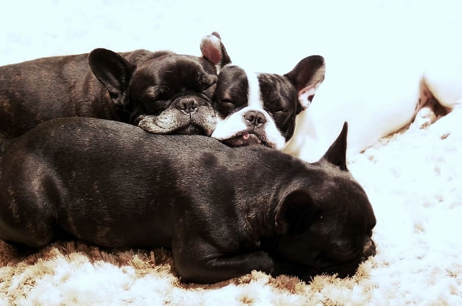 tres, adulto, negro, blanco, francés, bulldogs, cachorros, perro, mascota, animales
