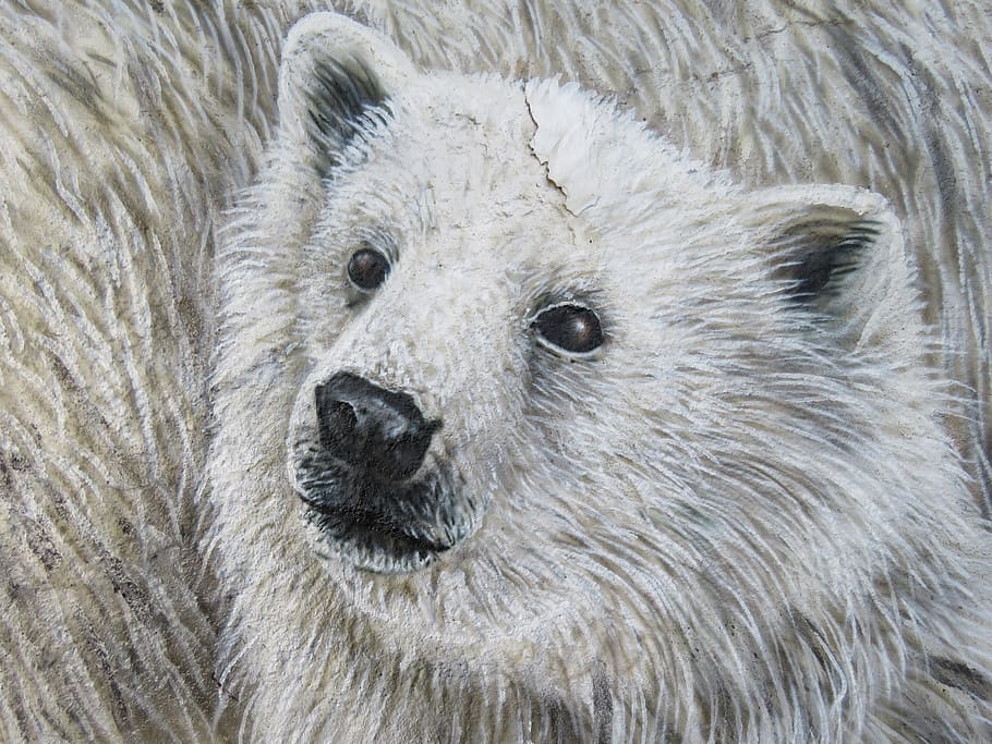 oso polar, arte de la pared, pared, zoológico, berlín, lichtenberg, alemania, animal, naturaleza, fotografía de vida silvestre