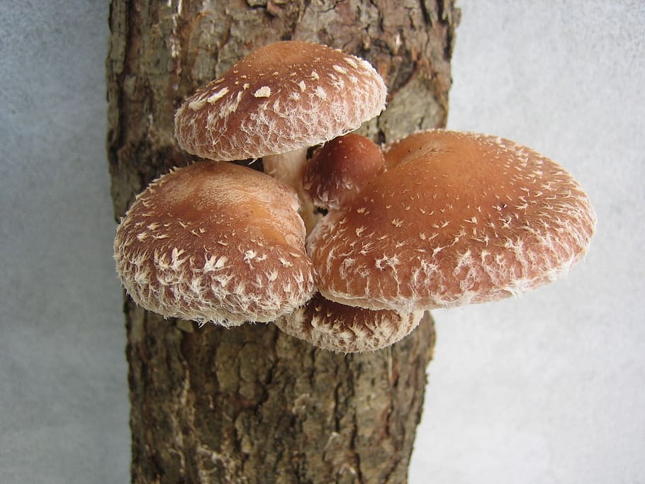 fungus, shii-take, mushroom, shiitake, healthy, food, vegetarian, nature, natural, edible