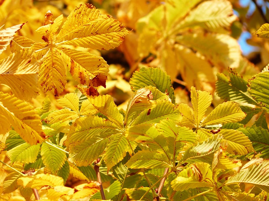 green, yellow, leafed, plants, daytime, fall leaves, golden, rays, light, yellow green