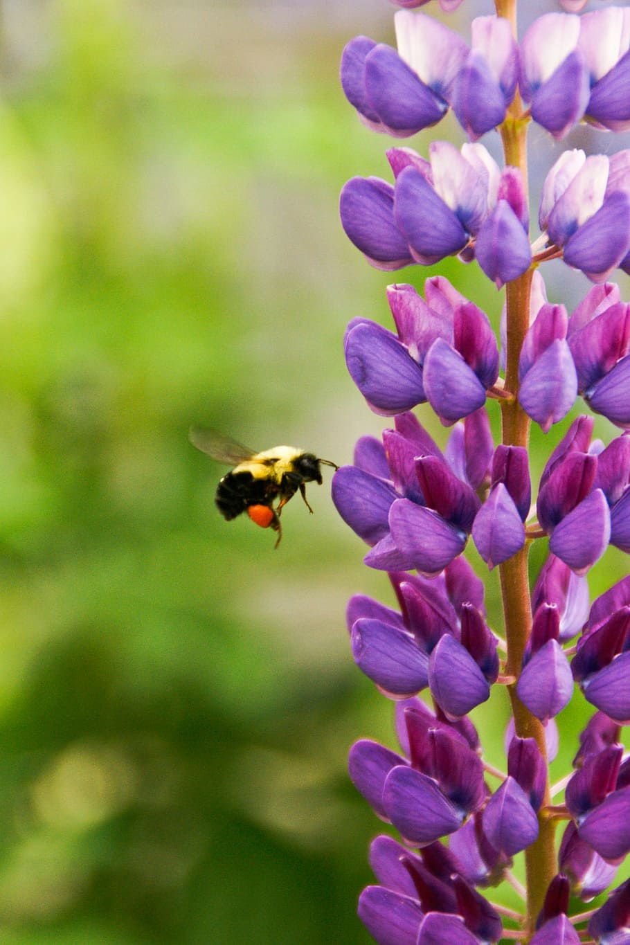 selektif, fokus fotografi, kuning, lebah, melayang-layang, depan, ungu, bunga petaled, petaled, bunga