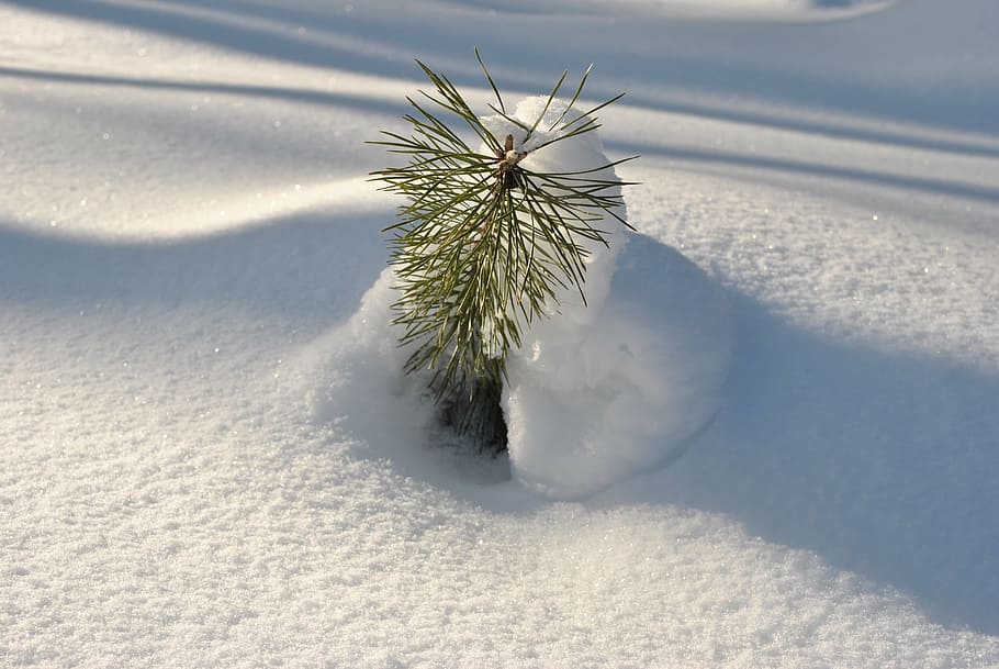 snow, sun, young spruce, snowdrift, nature, day, outdoors, winter, close-up, cold temperature