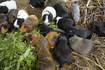 guinea-pig-many-mass-quantitative-royalty-free-thumbnail.jpg