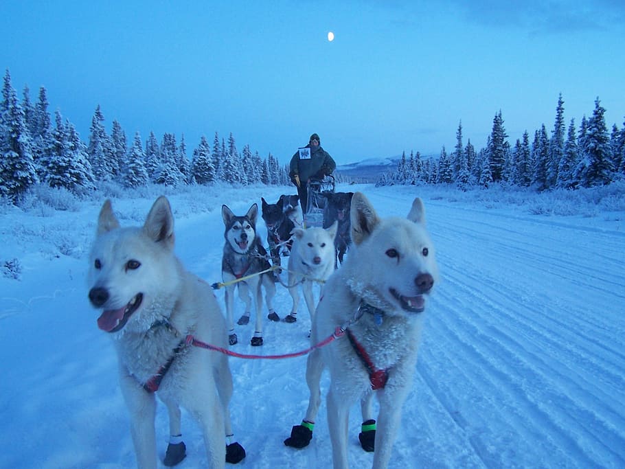 pack, siberian, husky, pull, snow sled, man, riding, dawn, dogs, sled
