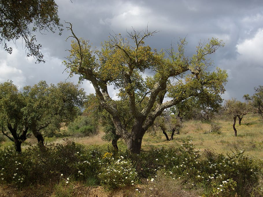 cork oak, alentejo, portugal, cork, nature, africa, tree, savannah, plant, landscape