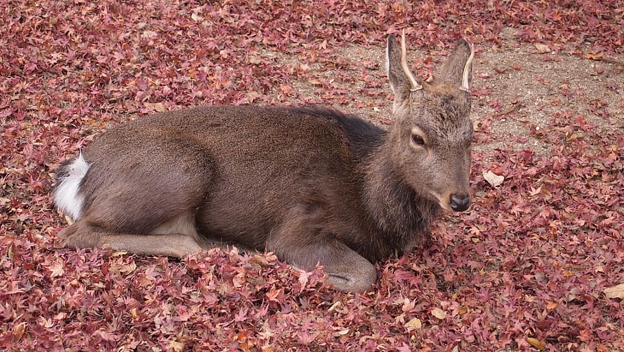 Deer, Miyajima, Hiroshima, Fallen Leaves, miyajima, hiroshima, autumnal leaves, japan, animal wildlife, one animal, animals in the wild