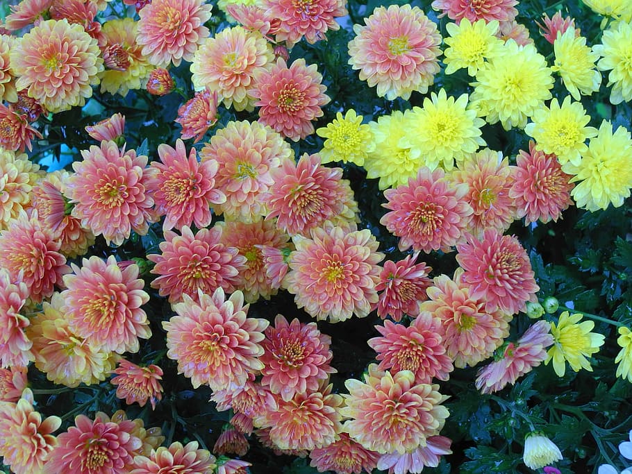 Bunga, Merah Muda, Kuning, Musim Gugur, krisan, tanaman, alam, taman, chryzanthemum, bunga balkon
