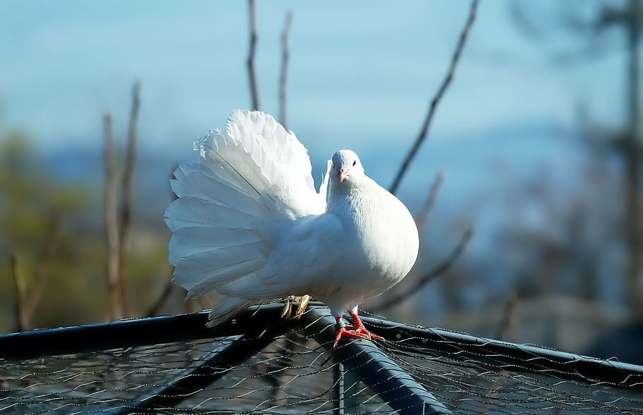 close-up photography, white, fantail dove, dove, bird, beautiful, romantic, nature, animal, outdoors