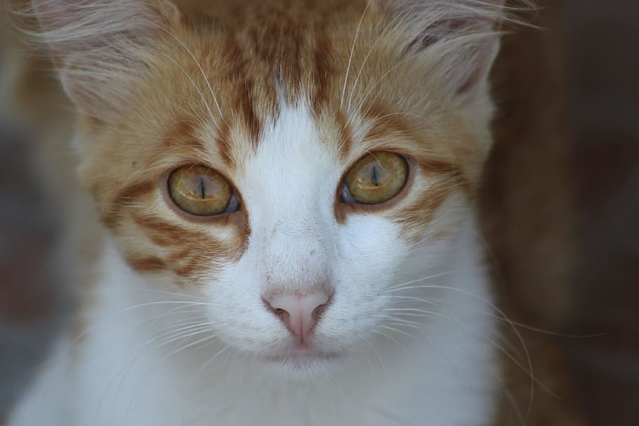 Animal, Alley Cat, gato, scott, gato naranja, gato doméstico, mascotas, lindo, mirando, felino