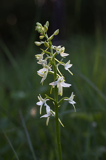 Página 5 | Fotos orquídeas silvestres libres de regalías | Pxfuel