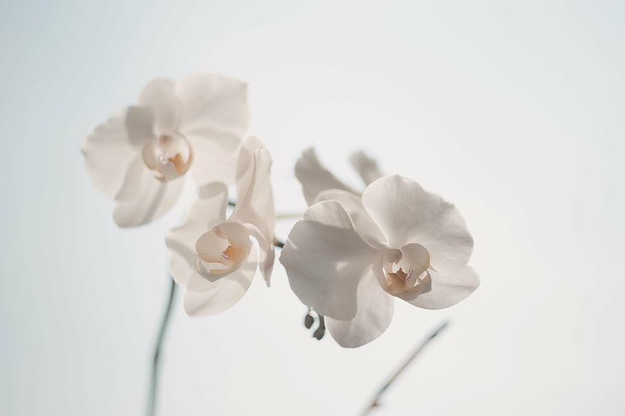 putih bunga petaled, indah, mekar, kabur, cerah, close-up, warna, halus, anggun, eksotis