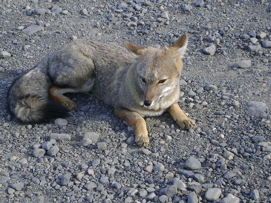 Fox, Patagonia Chili, Torres Del Paine, alam, hewan, dunia binatang, satu hewan, tema hewan, hewan di alam liar, hewan liar