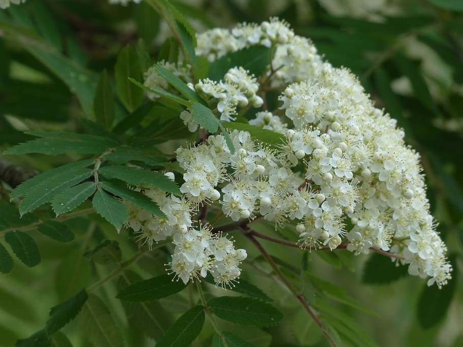 rowan, mountain ash, flowers, white, sorbus aucuparia, pyrus aucuparia, tree, branch, deciduous tree, haw
