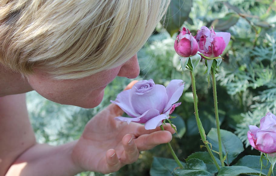 person, holding, smelling, purple, petaled flower, daytime, woman, smell, scent of roses, sense of smell
