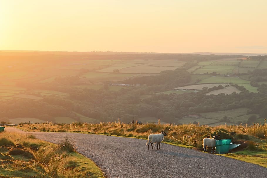 yorkshire, sheep, road, sunset, green, gold, england, landscape, nature, north