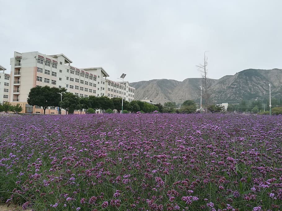 flower, sea of flowers, campus, verbena bonariensis, the purple yan flower, beauty, plant, flowering plant, sky, growth