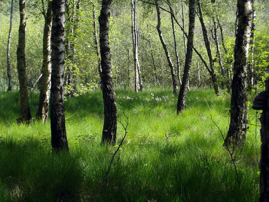 moorland, forest, birch, green, tender, nature conservation, germany, north, june, sunny