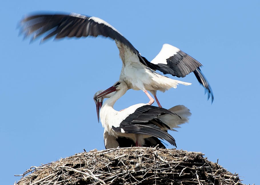 stork, may, spring, nature, animals, landscape, wing, rattle stork, baby, bird