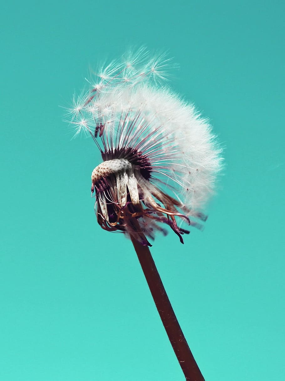 close-up photography, white, dandelion, fluffy, pollen, close, seeds, plant, nature, sensitive
