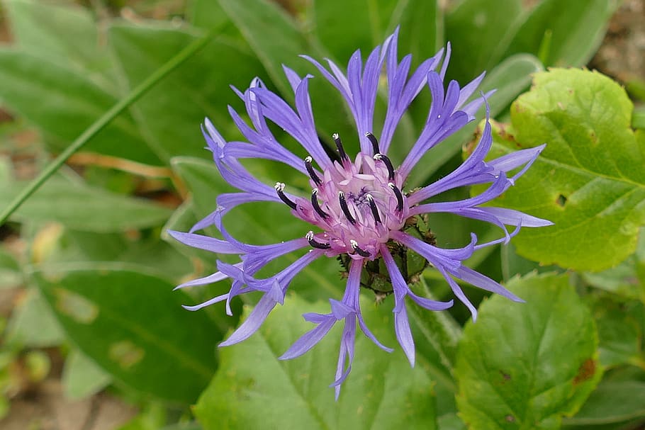 cornflower, bergkorenbloem, centaurea montana, flora, blue, purple, nature, flower, sheet, plant