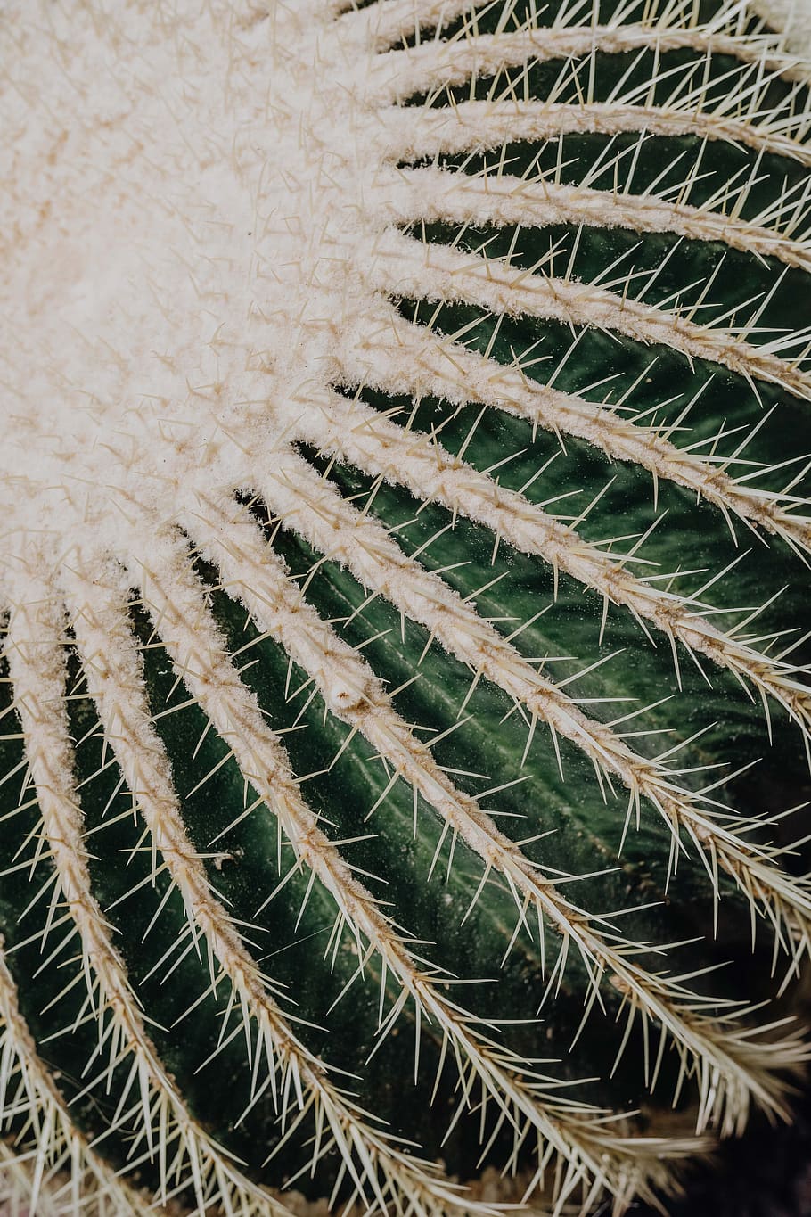 cactus, suculentas, naturaleza, planta, fondo, resumen, españa, madrid, mixto, planta suculenta