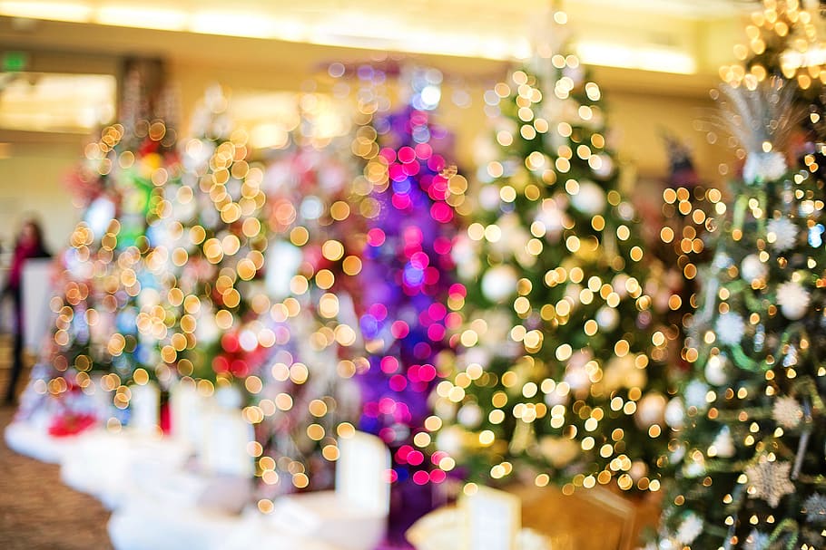 bokeh photograph, christmas trees, lights, twinkle, sparkle, holiday, christmas, tree, festive, celebration
