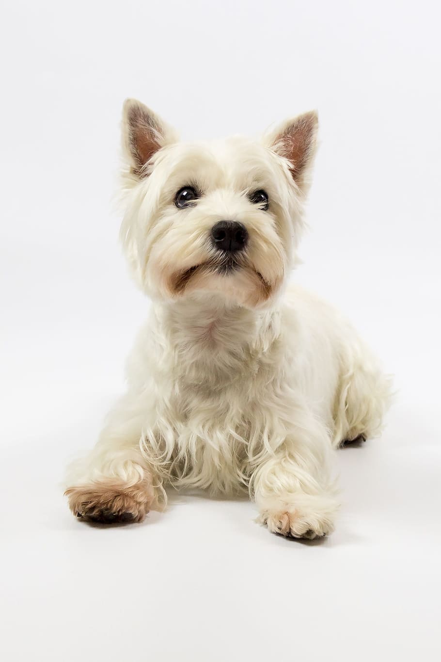 West Highland Terrier, Westie, terrier, cão, branco, animal de estimação, linhagem, pequeno, fofo, de raça pura