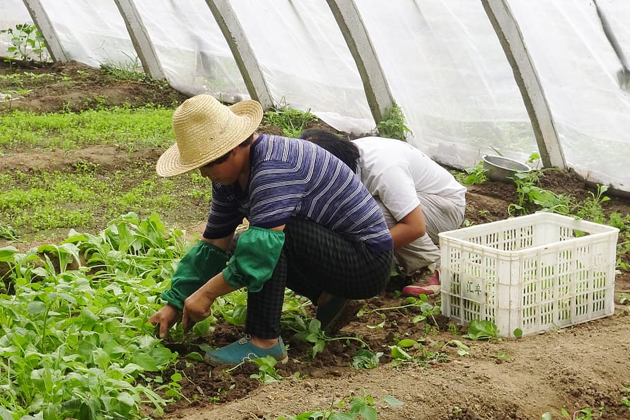 farmer, people, work, greenhouse, basket, vegetables, organic, chinese people, real people, hat
