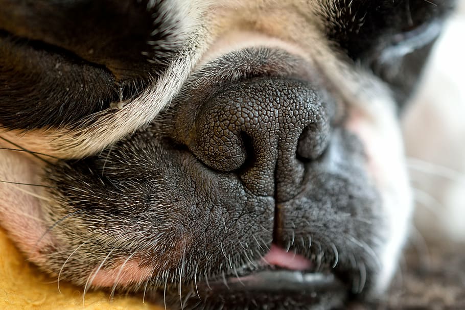 dog, detail, snout, sleep, fatigue, terrier, cute, one animal, animal themes, close-up