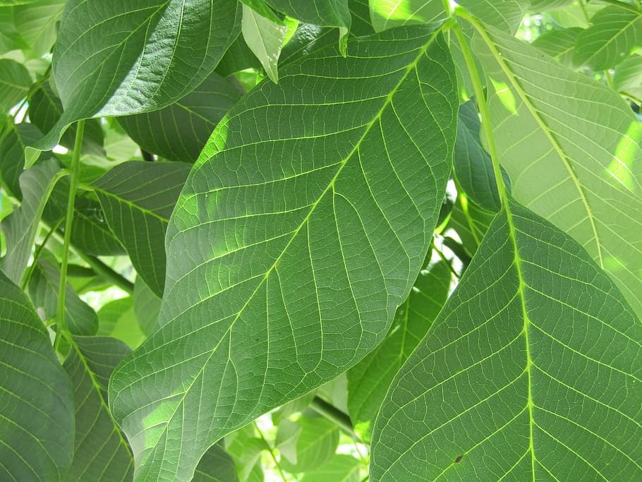 sheet, green, sheet walnut, closeup, plant, foliage, summer, tree, medicinal plant, nature