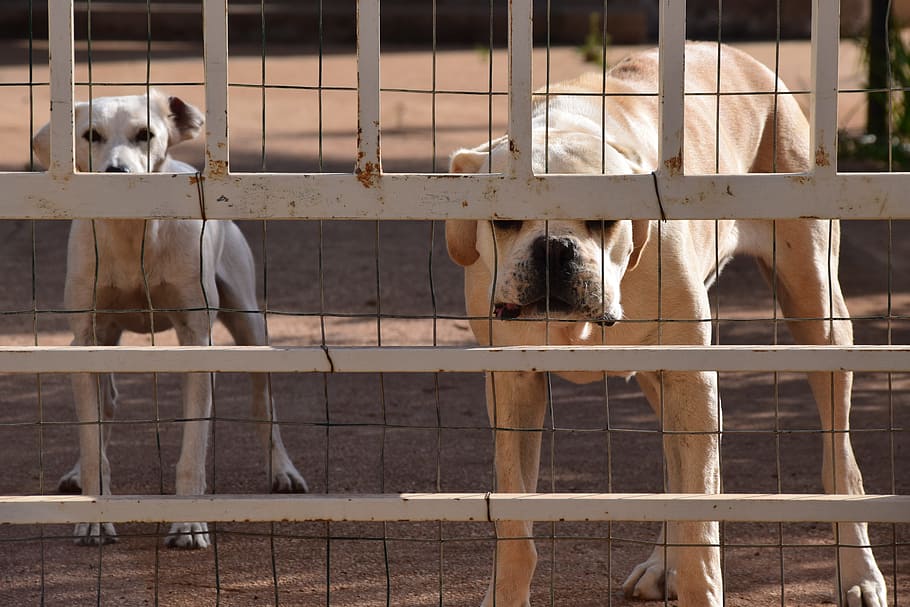 dog, guard dog, behind barriers, dog behind bars, goal, guard, watch, protection, security, attention