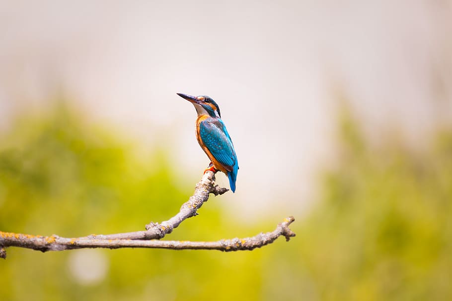 blue, yellow, kingfisher, perched, brown, tree branch, daytime, King Fisher, branch, nature