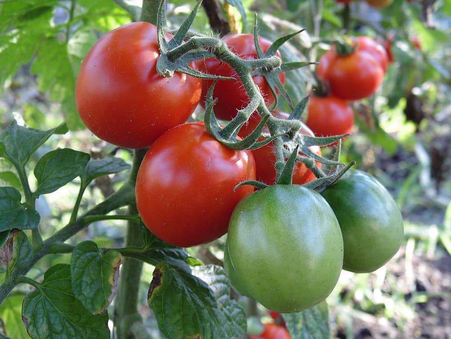トマト, 収穫, ブラシ, 野菜, チェリー, 赤, なぜ, チェリートマト, マクロ, ダーチャ