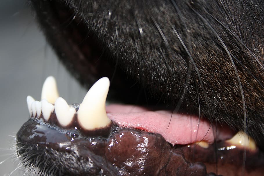 Dog's teeth
