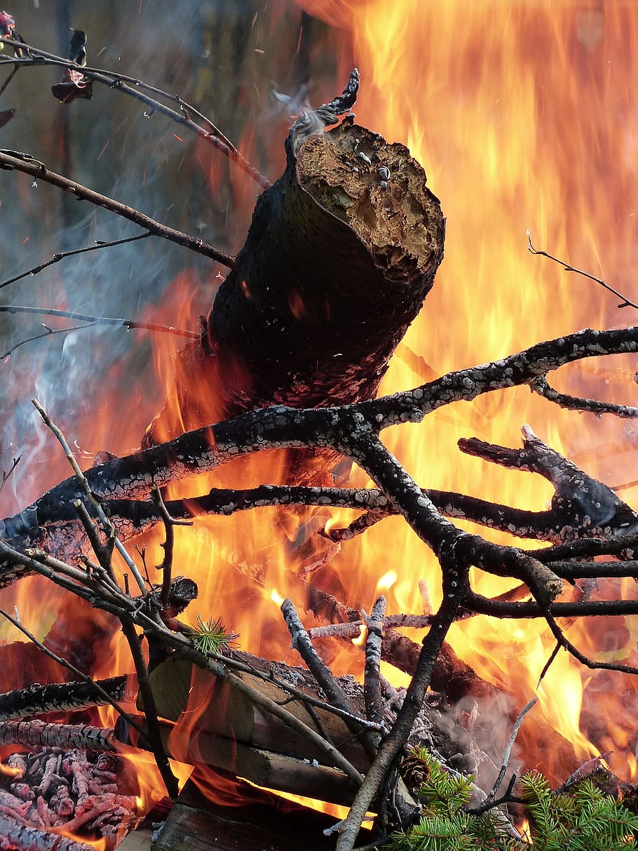 árbol quemado, fuego, llamas, madera, bosque, calor, caliente, peligro, resplandor, ardiente