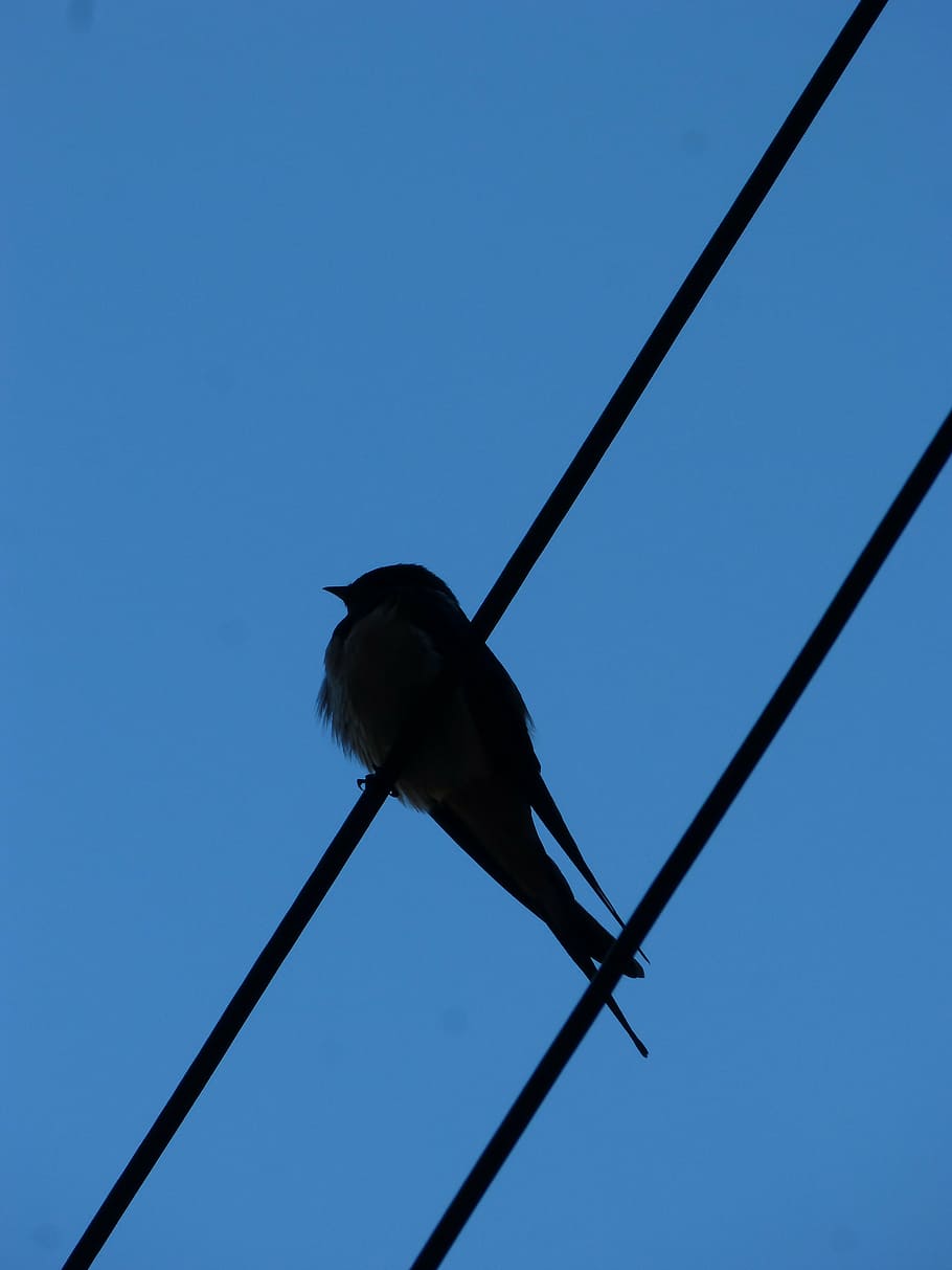 swallow, cables, silhouette, backlight, sky, blue, low angle view, clear sky, one animal, animal