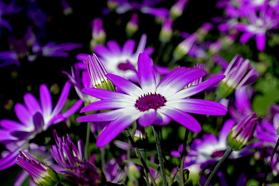 closeup, purple, petaled flowers, pericallis, garden cineraria, flower, plant, nature, flora, garden