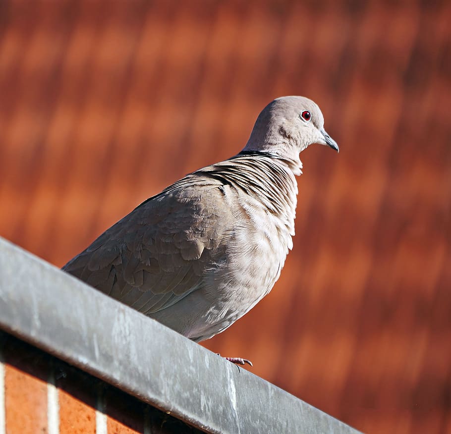 dove, roof, ledge, observation, plumage, young pigeon, bird, brick, animal themes, vertebrate