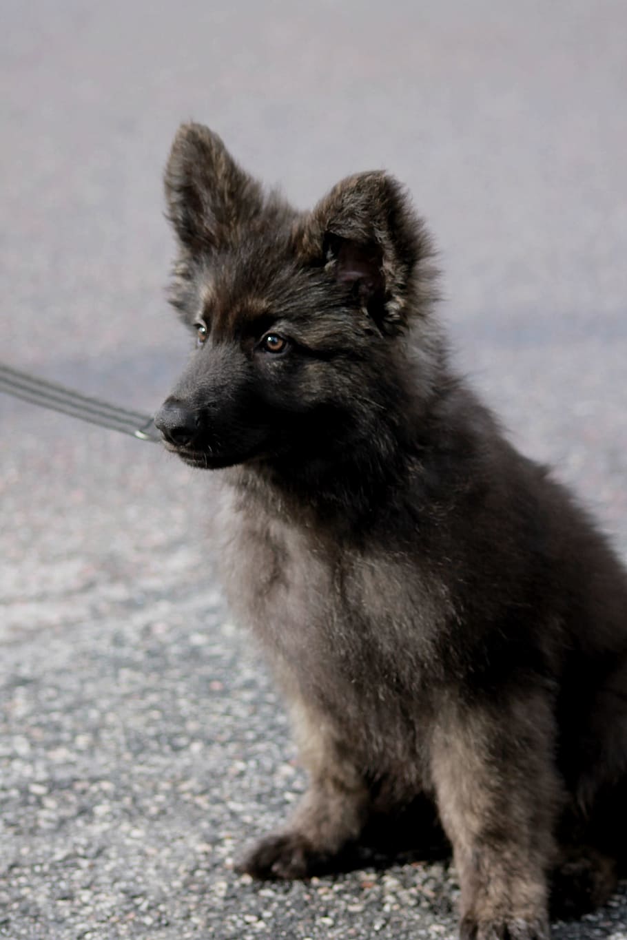 German Shepherd Dog, Gsd, german shepherd, puppy, cute, adorable, lovely, dog furry, pup, one animal