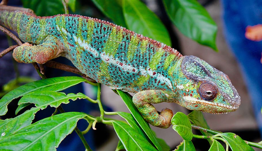 chameleon, nature, reptile, camouflage, lizard, animal themes, animal, animal wildlife, vertebrate, one animal