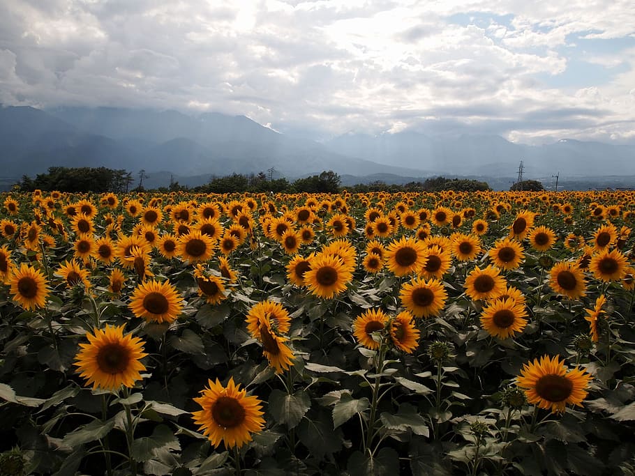 sunflower, yellow, sunflower field, summer flowers, flowering plant, flower, beauty in nature, plant, flower head, growth