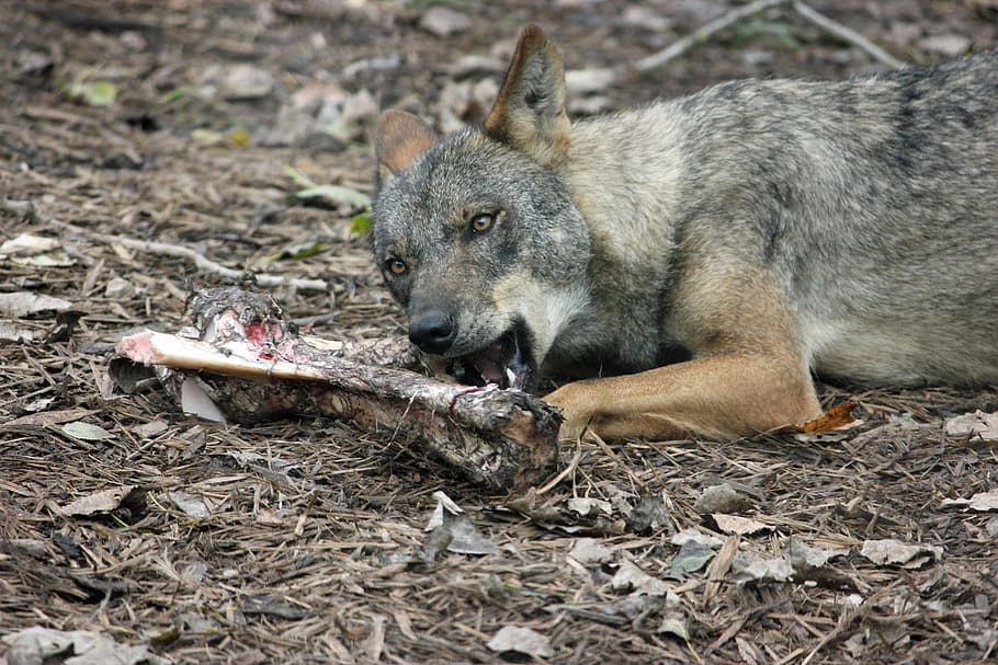 macro shot photography, gray, animal, biting, bone, iberian wolf, wolf, iberian, dog, fur