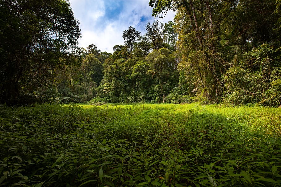 paisagem, pântanos, floresta tropical, harry the salak mountain national park, ilha de java, indonésia, planta, árvore, crescimento, cor verde